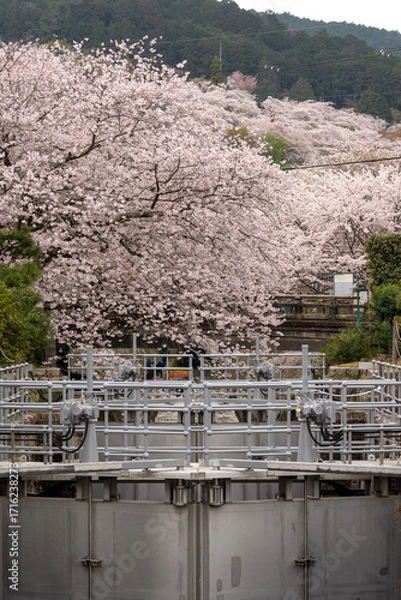Fototapeta 山科疏水の桜。京都・山科疏水に咲く桜の木。春の日本らしい美しい景観を切り取った写真。