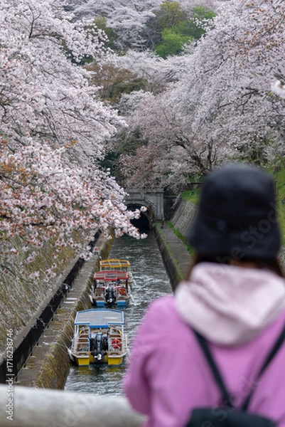 Fototapeta 山科疏水の桜と観光客の風景。京都・山科疏水で咲き誇る桜と、散策を楽しむ観光客の風景。春の日本らしい季節感と観光地の魅力を表現している。