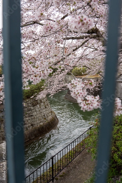 Fototapeta 山科疏水の美しい桜と水の風景。京都・山科疏水で咲き誇る美しい桜と水面の風景。春の日本らしい情緒あふれる景観を表現している。