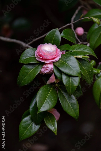 Fototapeta 一輪の美しい椿の花。一輪だけで凛とした美しさを放つ椿の花。繊細で優雅な姿が日本の春を象徴する。