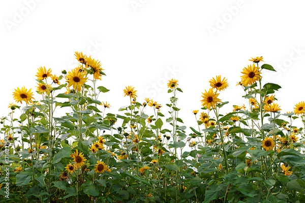 Fototapeta Vibrant field of sunflowers in full bloom against a transparent background, perfect for adding a touch of nature's beauty to your designs