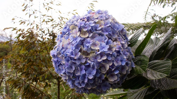 Obraz Blue Hydrangea Flower Close Up