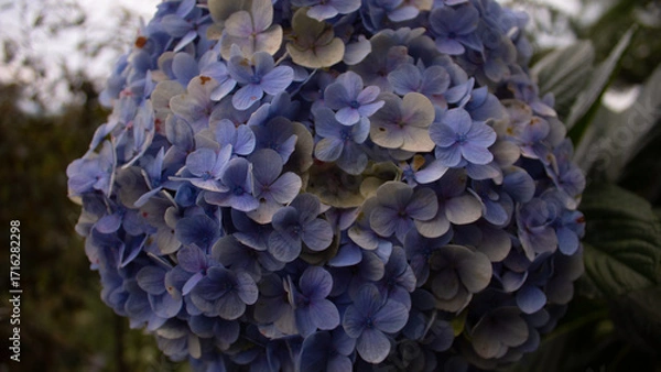 Obraz Blue Hydrangea Flower Close Up