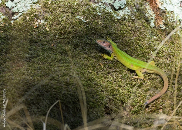Fototapeta Lizard in the forest. Green lizard.
