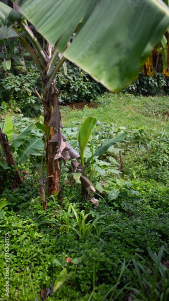 Obraz Banana Tree in the Forest with Lush Greenery