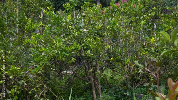 Obraz Lime Tree with Fresh Green Fruits