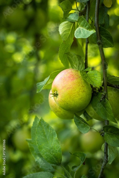 Fototapeta Ripe apples on the tree