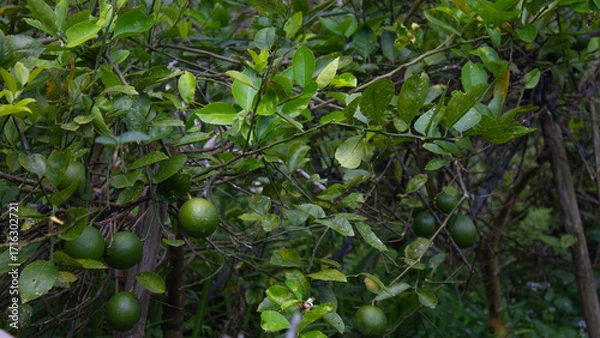 Obraz Lime Tree with Fresh Green Fruits