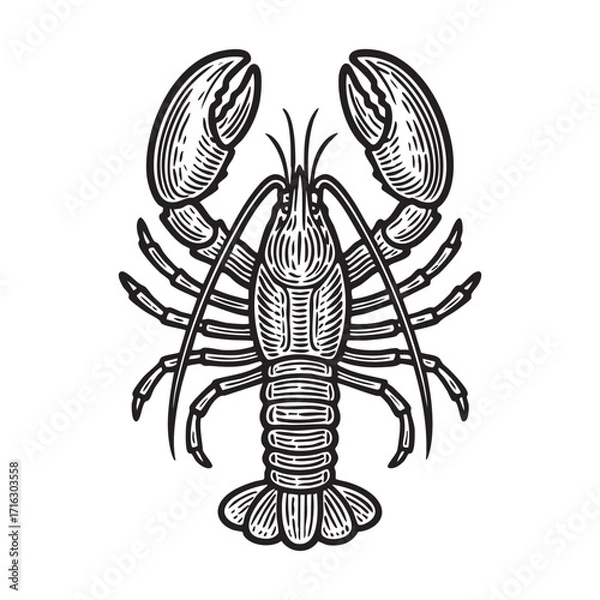 Fototapeta Detailed Black and White Drawing of Lobster black on white line art.
