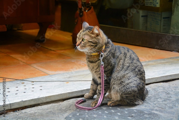 Obraz Cat with Leash Sitting in Shop Doorway in Tuscany, Italy