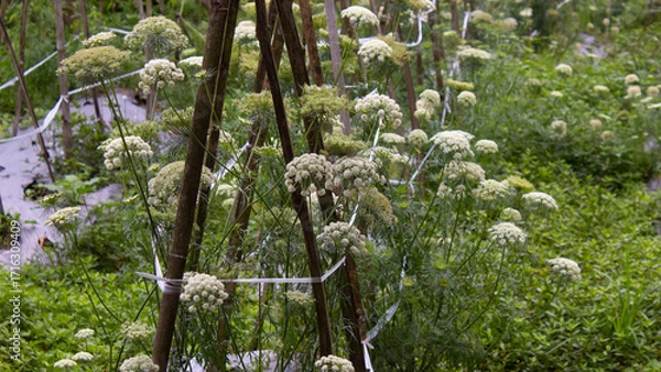 Obraz Carrot Flowers in Farming Field