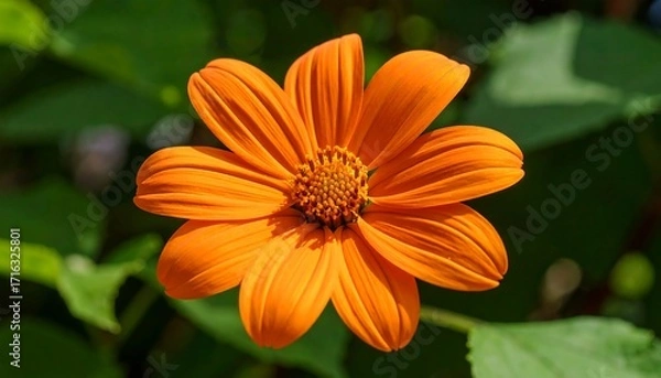 Obraz Vibrant orange flower