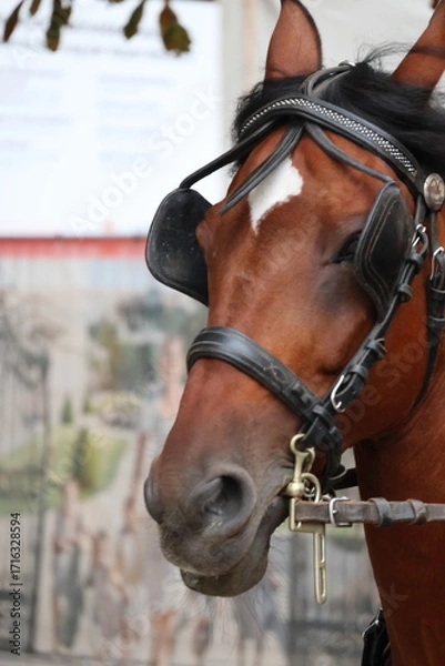 Fototapeta Closeup of a brown horse with blinders on carriage reins, working animal, equestrian transport