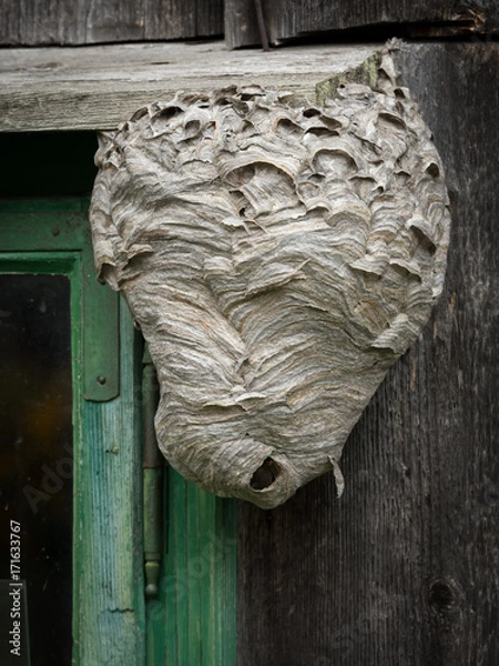 Fototapeta Big wasp's nest on a wooden wall beside a window