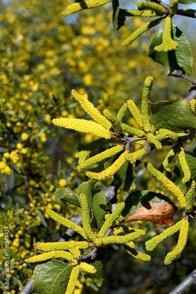 Fototapeta Yellow flowers of the Western Australian native Sandpaper Wattle, Acacia denticulosa, family Fabaceae, subfamily Mimosoideae. Grows on sandy soils and granite outcrops from Geraldton to Kalgoorlie