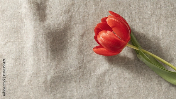 Fototapeta negative. A single red tulip in full bloom rests on beige linen, surrounded by soft shadows and negative space. gardening catalogs, home-decor guides, designed for home decor and floral branding.