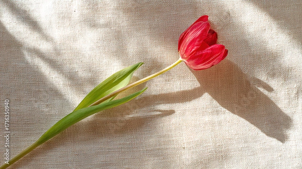 Obraz negative. A single red tulip in full bloom rests on beige linen, surrounded by soft shadows and negative space. gardening catalogs, home-decor guides, designed for home decor and floral branding.