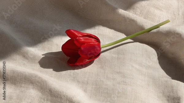 Obraz negative. A single red tulip in full bloom rests on beige linen, surrounded by soft shadows and negative space. gardening catalogs, home-decor guides, designed for home decor and floral branding.