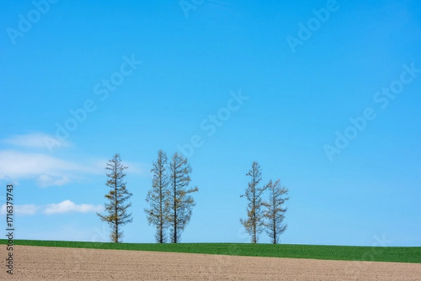 Obraz 北海道・美瑛 マイルドセブンの丘と青空の風景