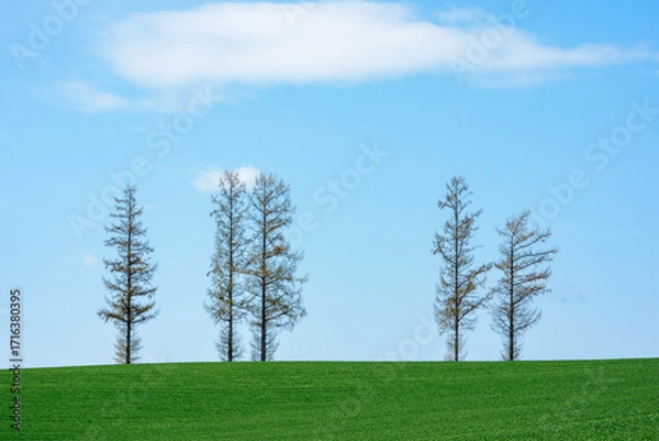 Obraz 北海道・美瑛 マイルドセブンの丘と青空の風景