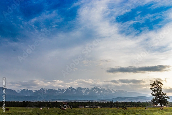 Obraz pasture at sunset
