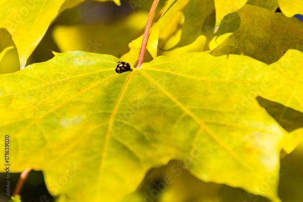 Obraz at the crossroads