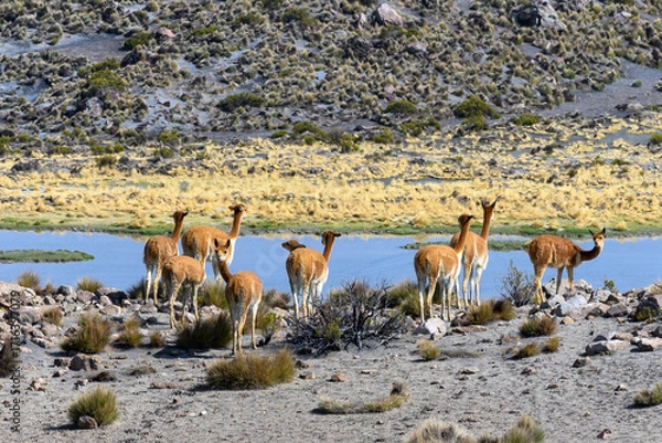 Obraz Vigognes devant la lagune de Cotacotani