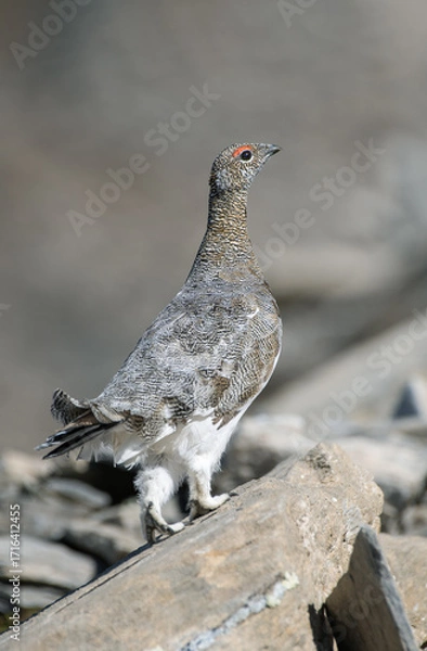 Fototapeta Rock Ptarmigan, (Lagopus muta) perfectly camouflaged in its native high altitude rocky habitat, the Rock Ptarmigan is increasingly at risk of extinction here in Italy.