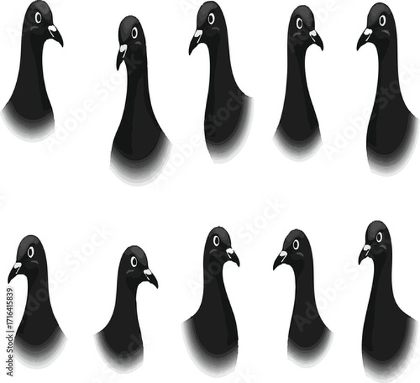 Fototapeta Pigeon kabootar head face set collection pack bundle black shape icon silhouette vector flat illustration design on white background.