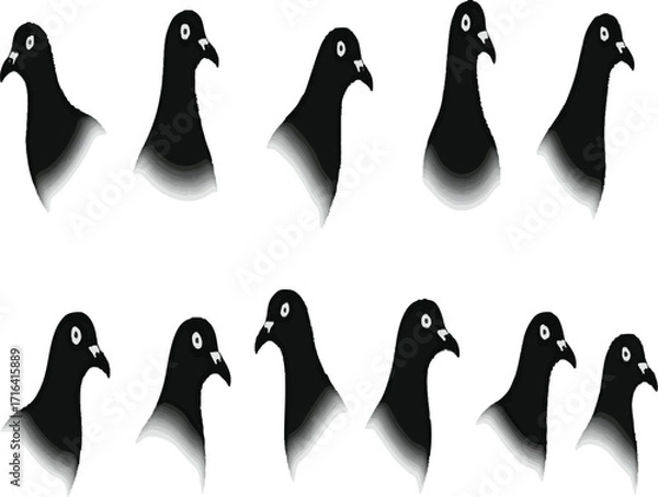 Fototapeta Pigeon kabootar head face set collection pack bundle black shape icon silhouette vector flat illustration design on white background.