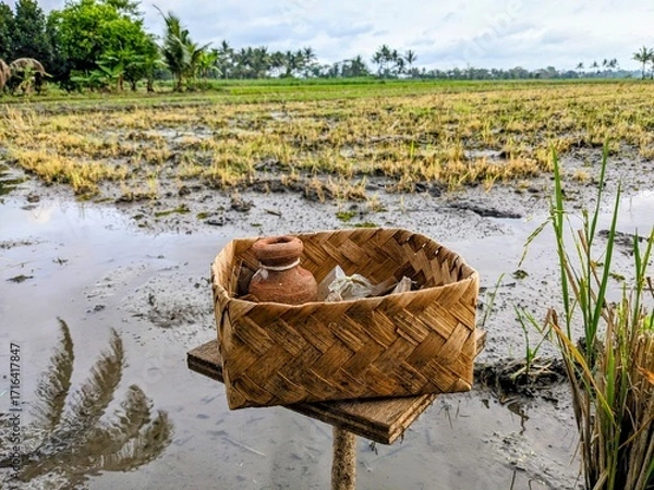 Obraz A woven bamboo basket offering sits in a flooded rice paddy field, post-harvest. The sesaji or offering before farmers work on the field.