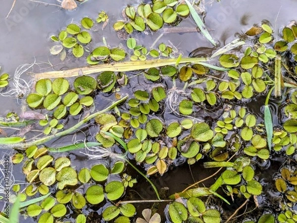 Obraz Close-up of Salvinia, aquatic plants floating on the water surface, with some grass and debris mixed in.