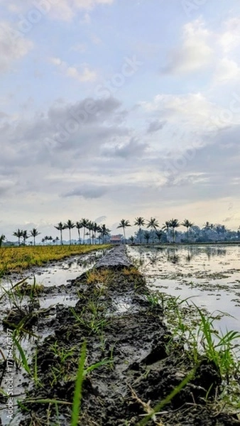 Obraz Rice field embankments, paths, or dikes through a flooded rice paddy field under a cloudy sky, leading towards distant coconut trees.