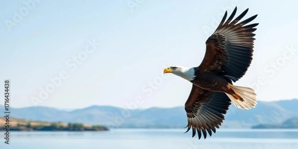 Obraz Majestic eagle in flight over tranquil landscape, light blue background,  raptor,  soaring