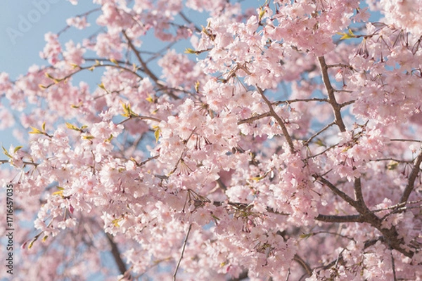 Obraz 満開の桜の写真