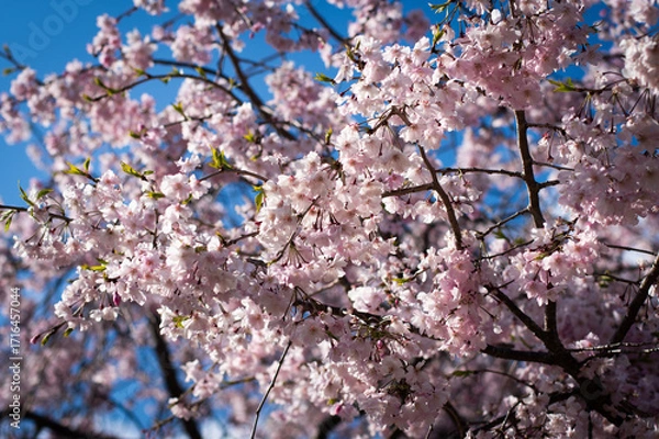 Obraz 満開の桜の写真