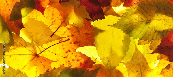 Obraz autumn leaves close up background