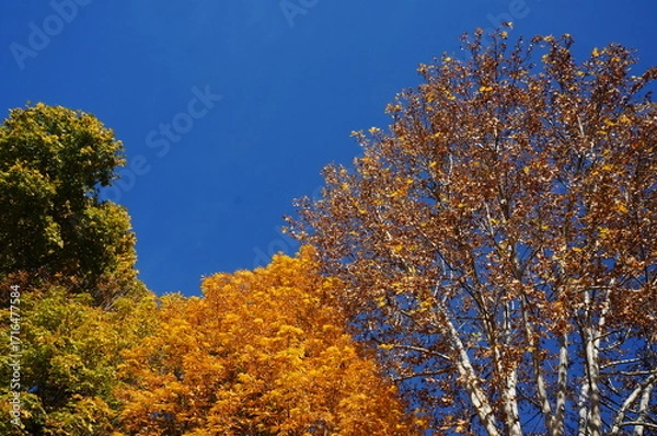 Obraz autumn colors yellow orange park trees blue sky