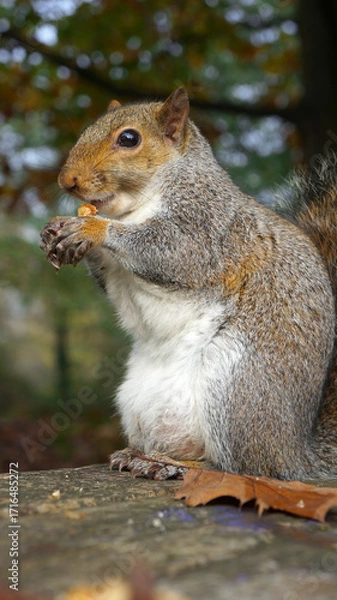 Obraz squirrel in the park
