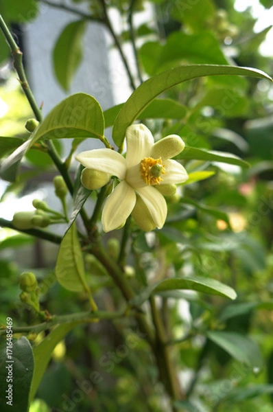 Obraz cedar blossom green tree leaves