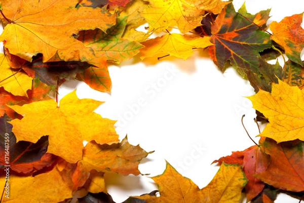 Fototapeta Autumn multicolored maple leafs