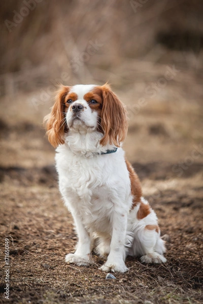 Obraz Cavalier King Charles Spaniel