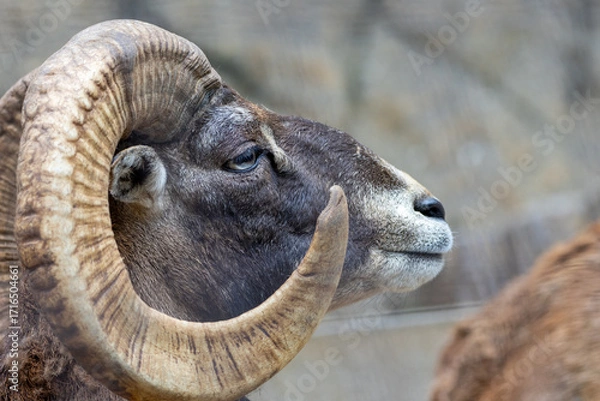 Obraz ムフロンの横顔