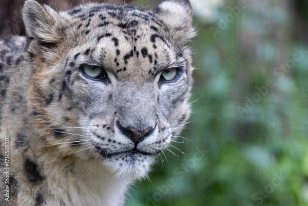 Fototapeta こちらを見ているユキヒョウ