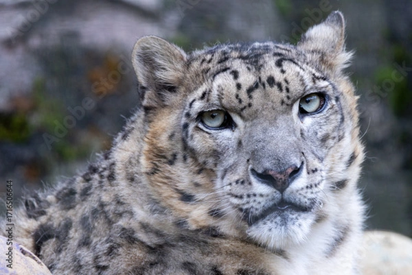 Obraz こちらを見ている一頭のユキヒョウ