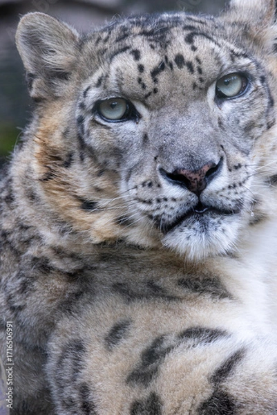 Obraz ユキヒョウの顔の詳細