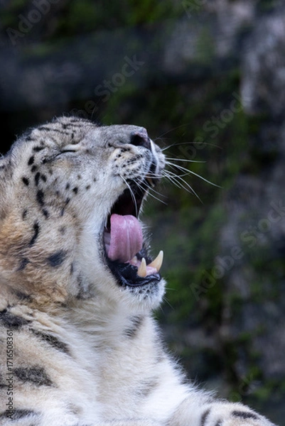 Obraz 大きなあくびをしているユキヒョウ