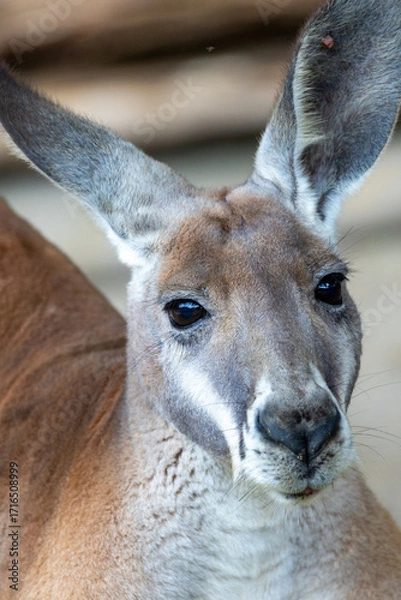 Obraz アカカンガルーの顔のクローズアップ