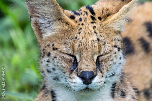 Obraz 目を瞑っているサーバルの正面