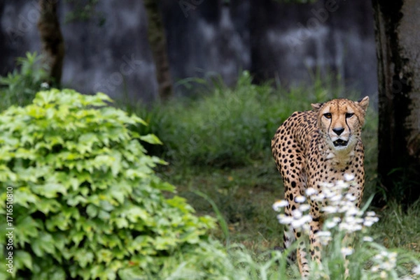 Obraz パトロール中のチーター